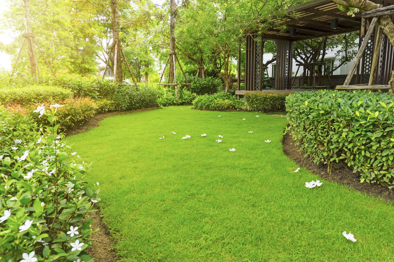 A backyard with lush, vibrant green grass, bordered with hedges.