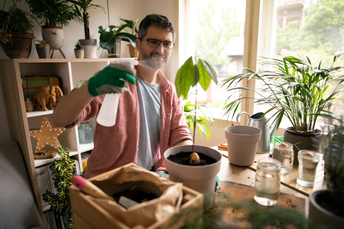 Man using spray to mist avocado plant.