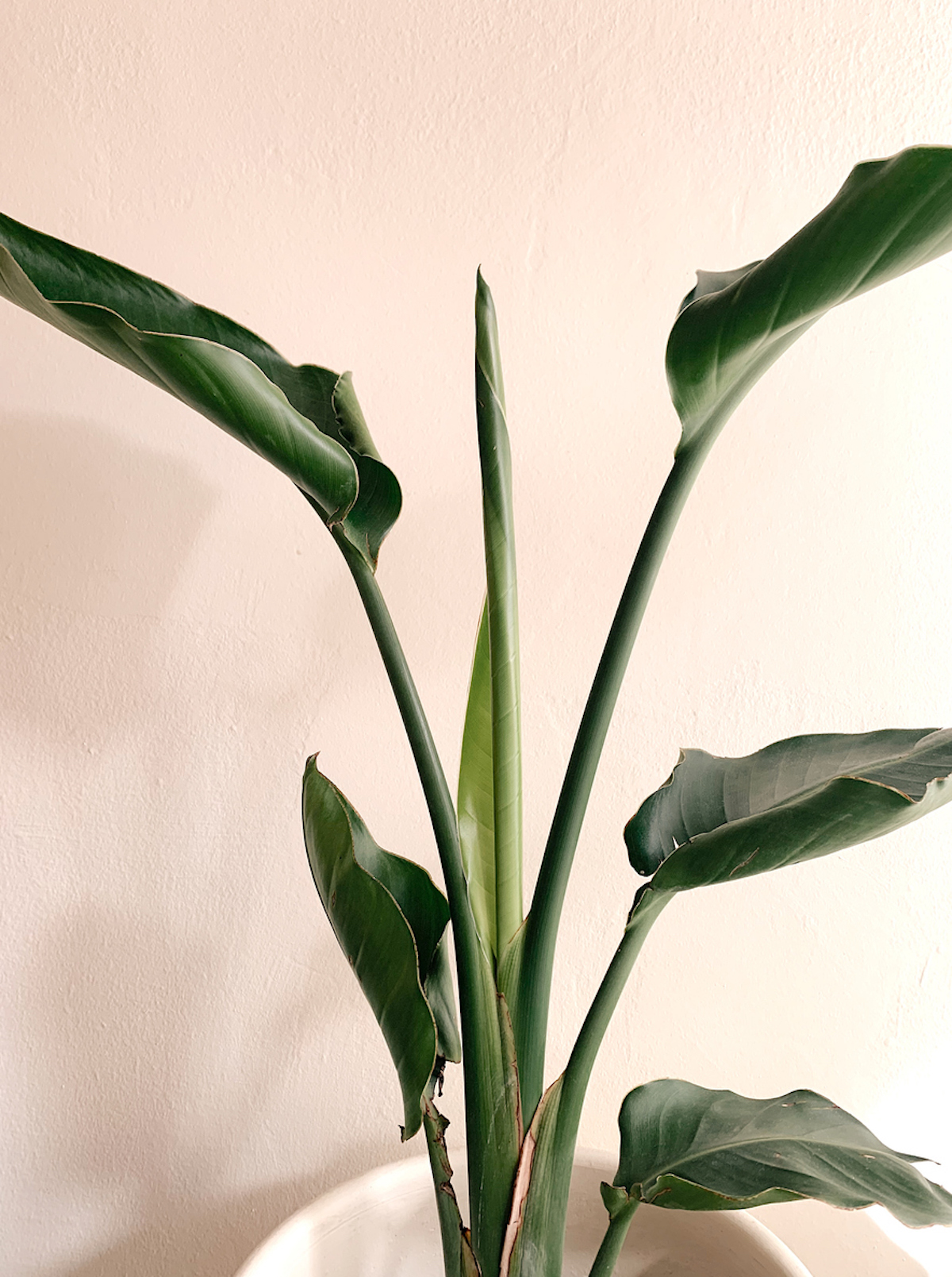 bird of paradise plant care indoor