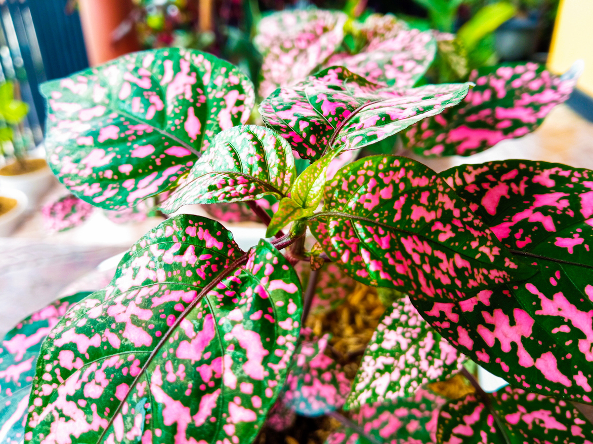 polka dot plant care