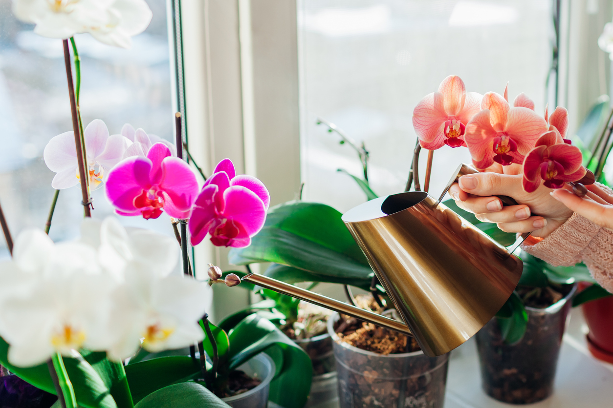 Best-smelling house plants