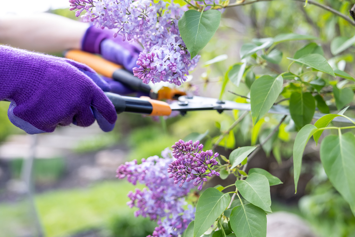 perennials vs annuals