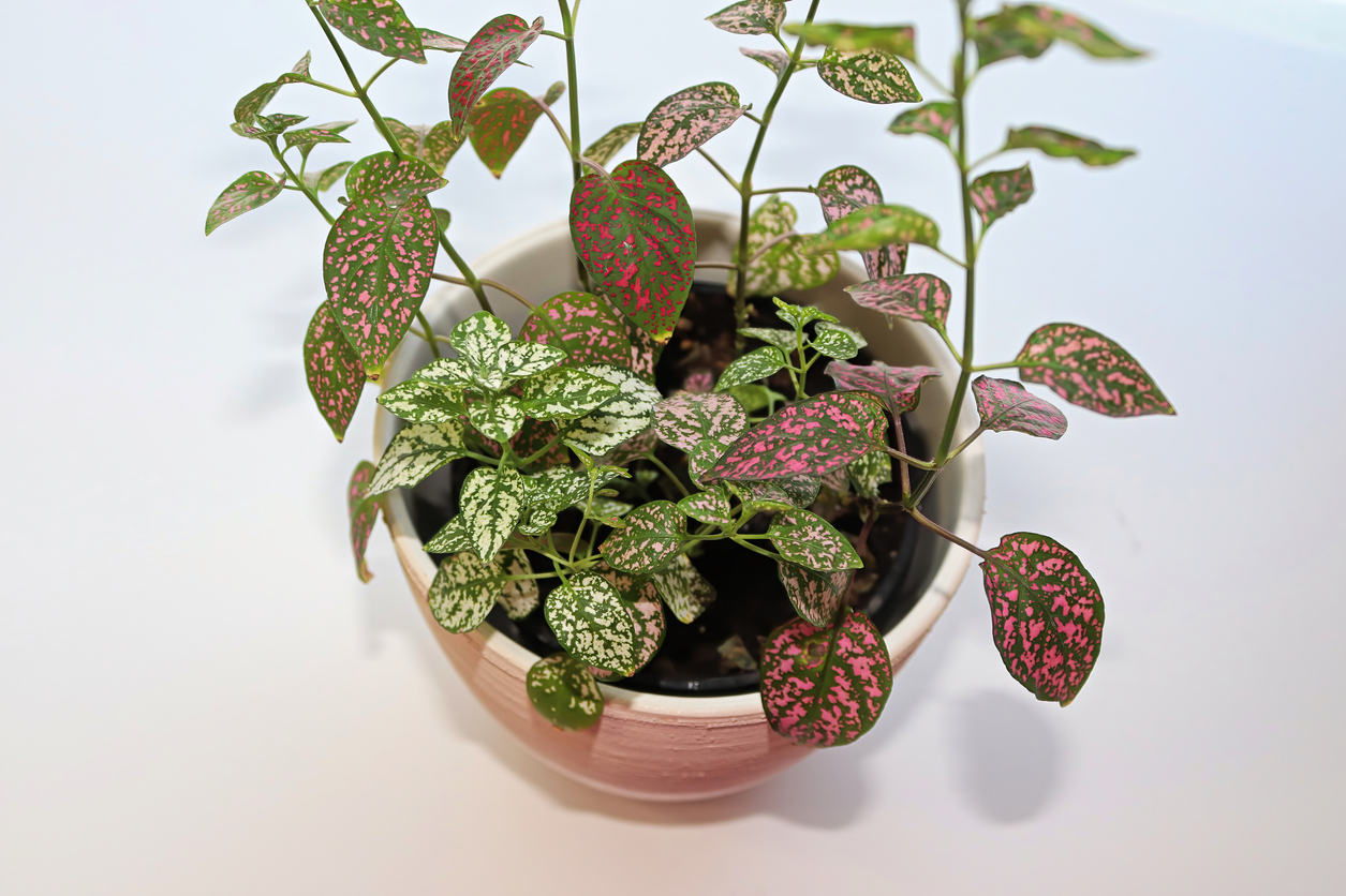 Polka Dot Plant Care