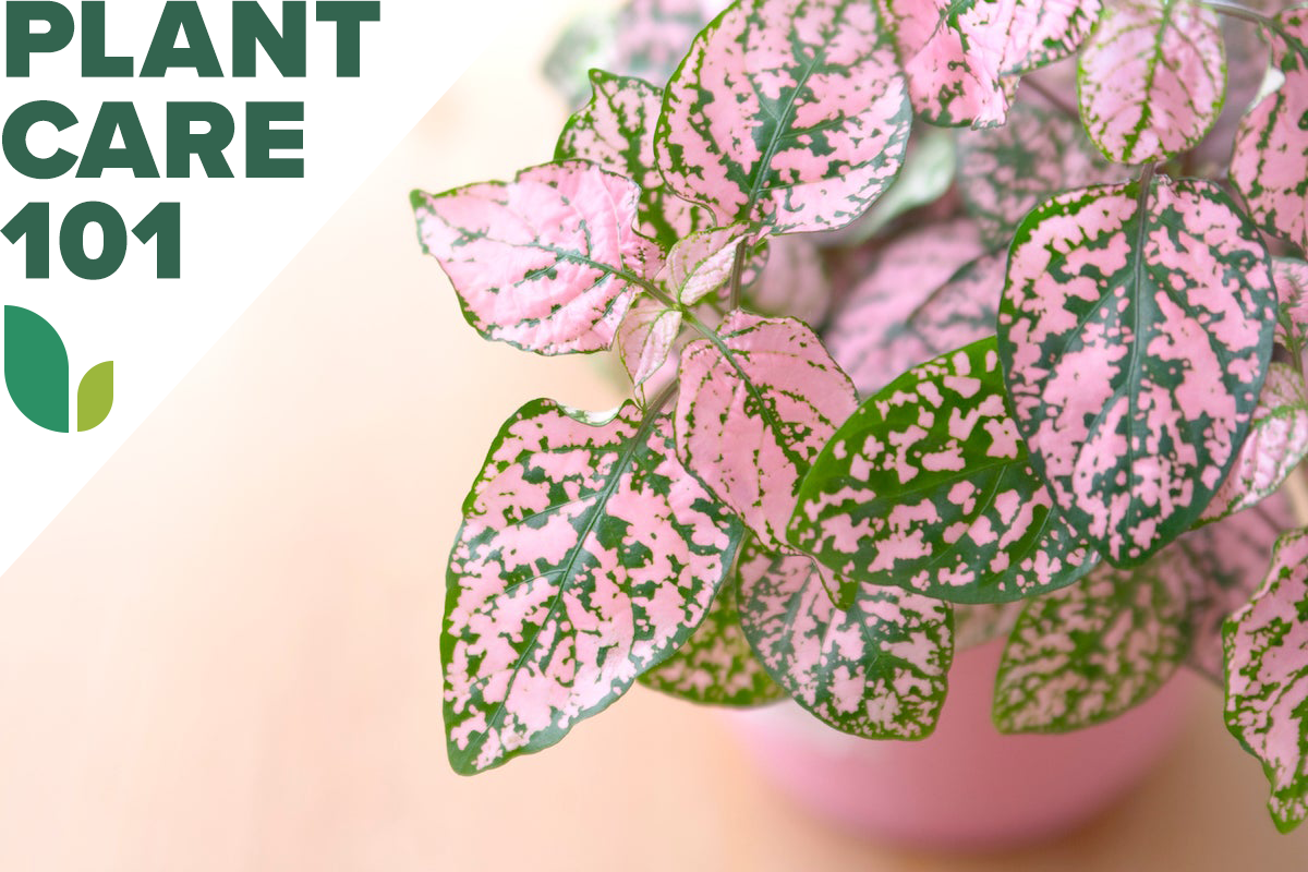 polka dot plant care 101 - how to grow polka dot plant indoors