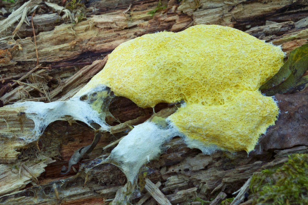 What Is Dog Vomit Slime Mold And How To Get Rid Of It - Bob Vila