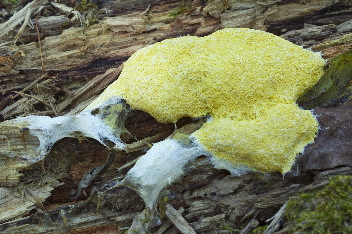 slime mold - how to get rid of dog vomit slime mold