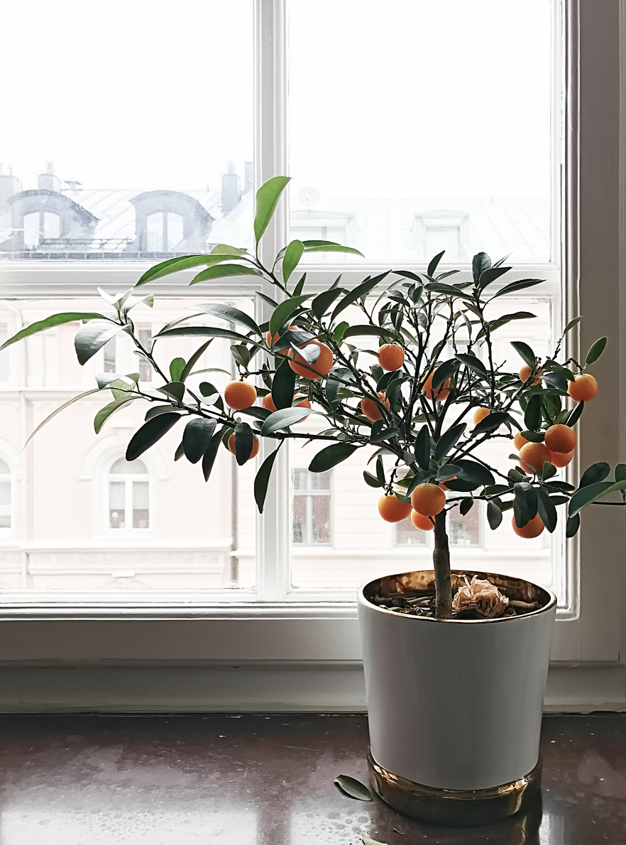 Best-smelling houseplant
