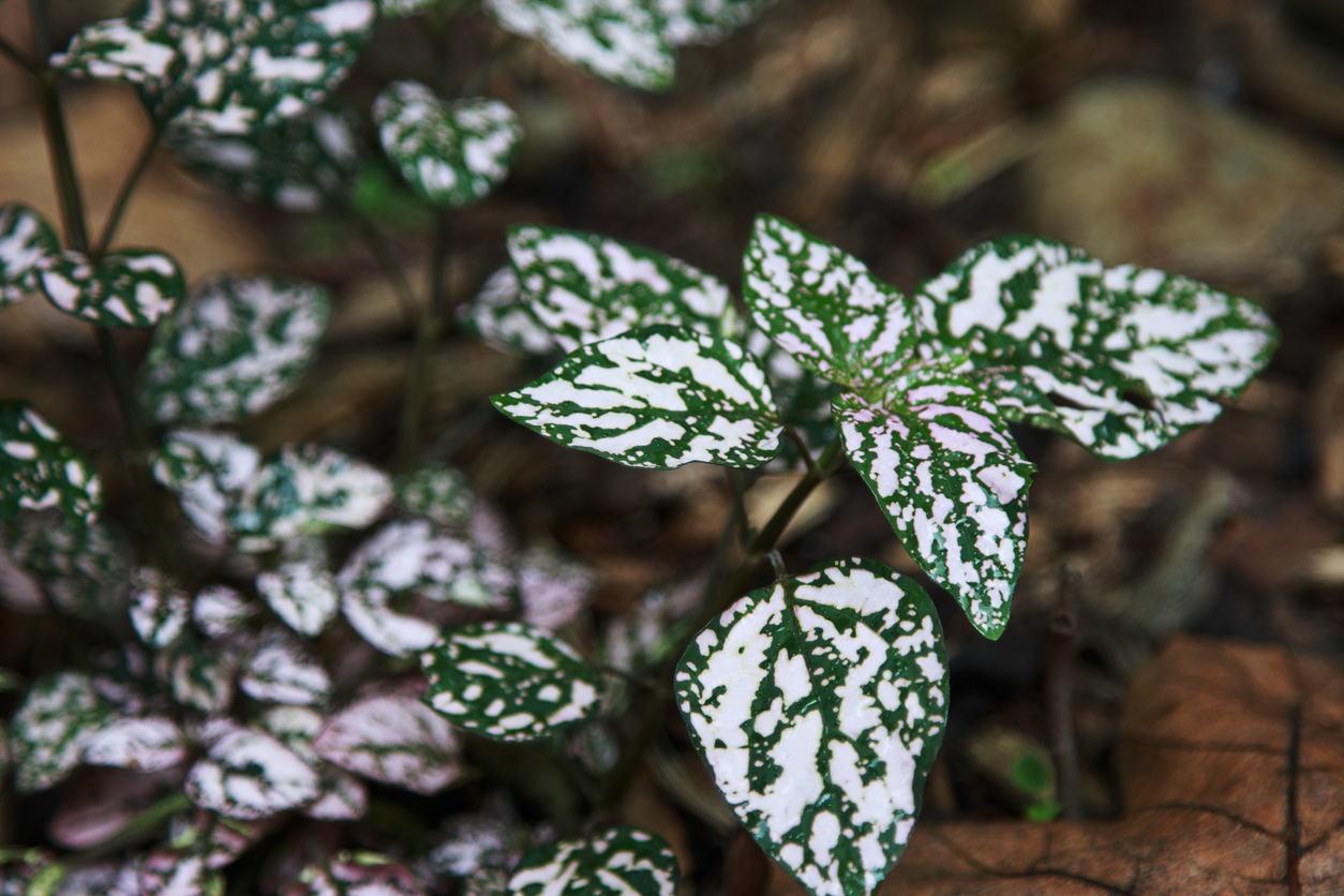 Polka Dot Plant Care