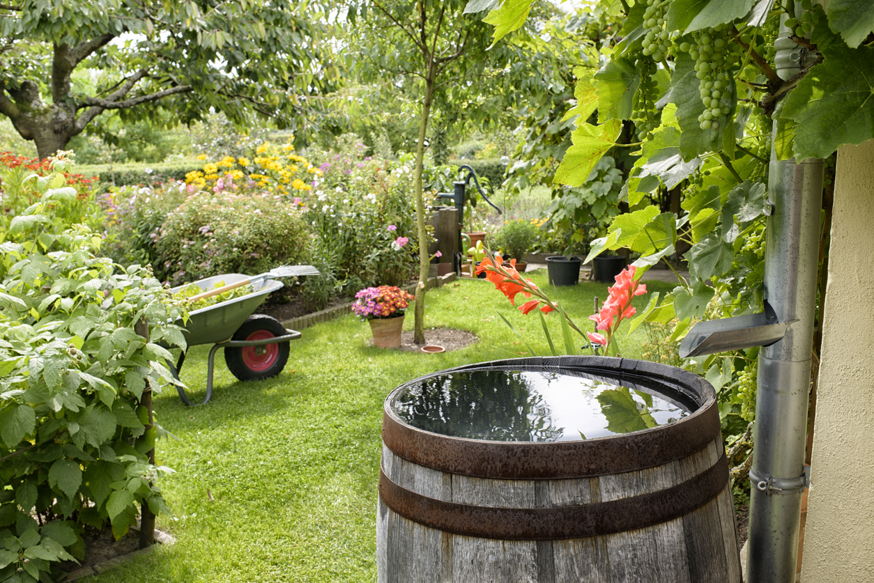 A healthy backyard garden with a barrel collecting rain water.