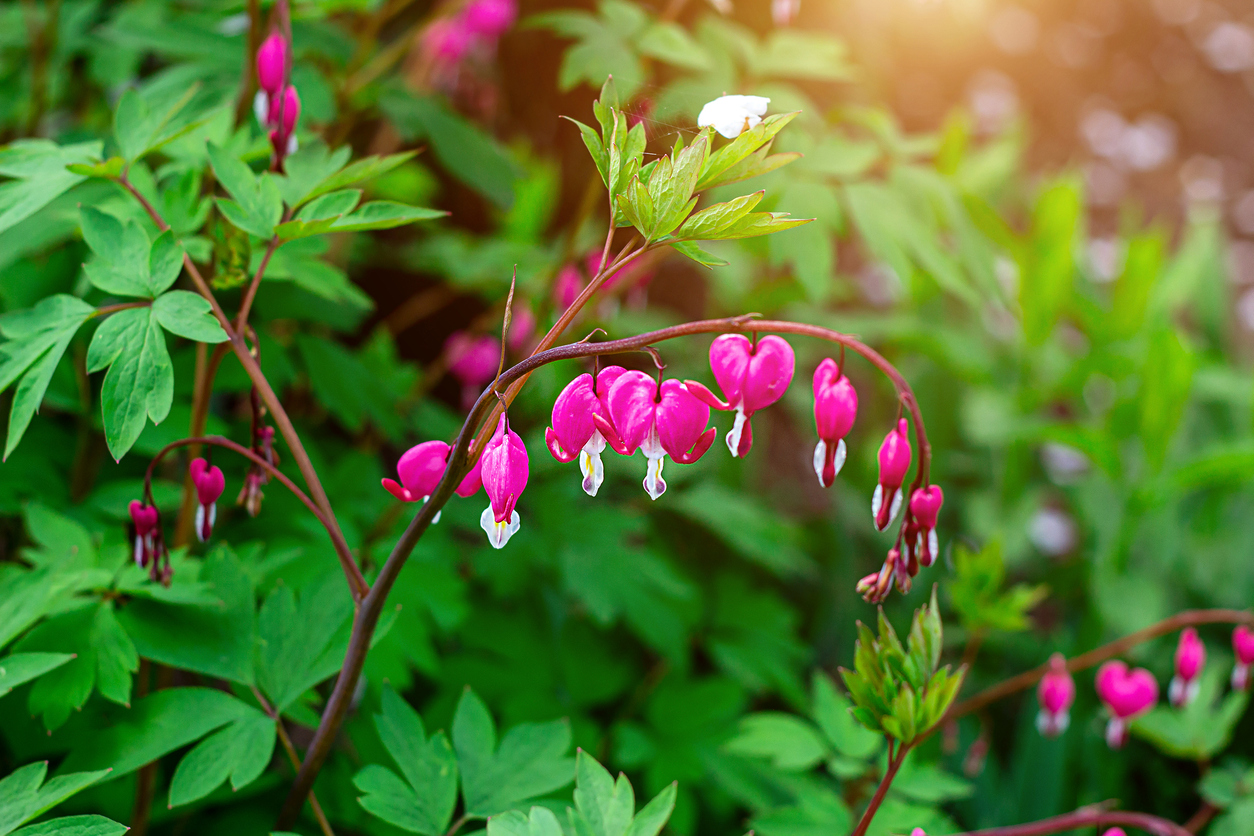 shade flowers