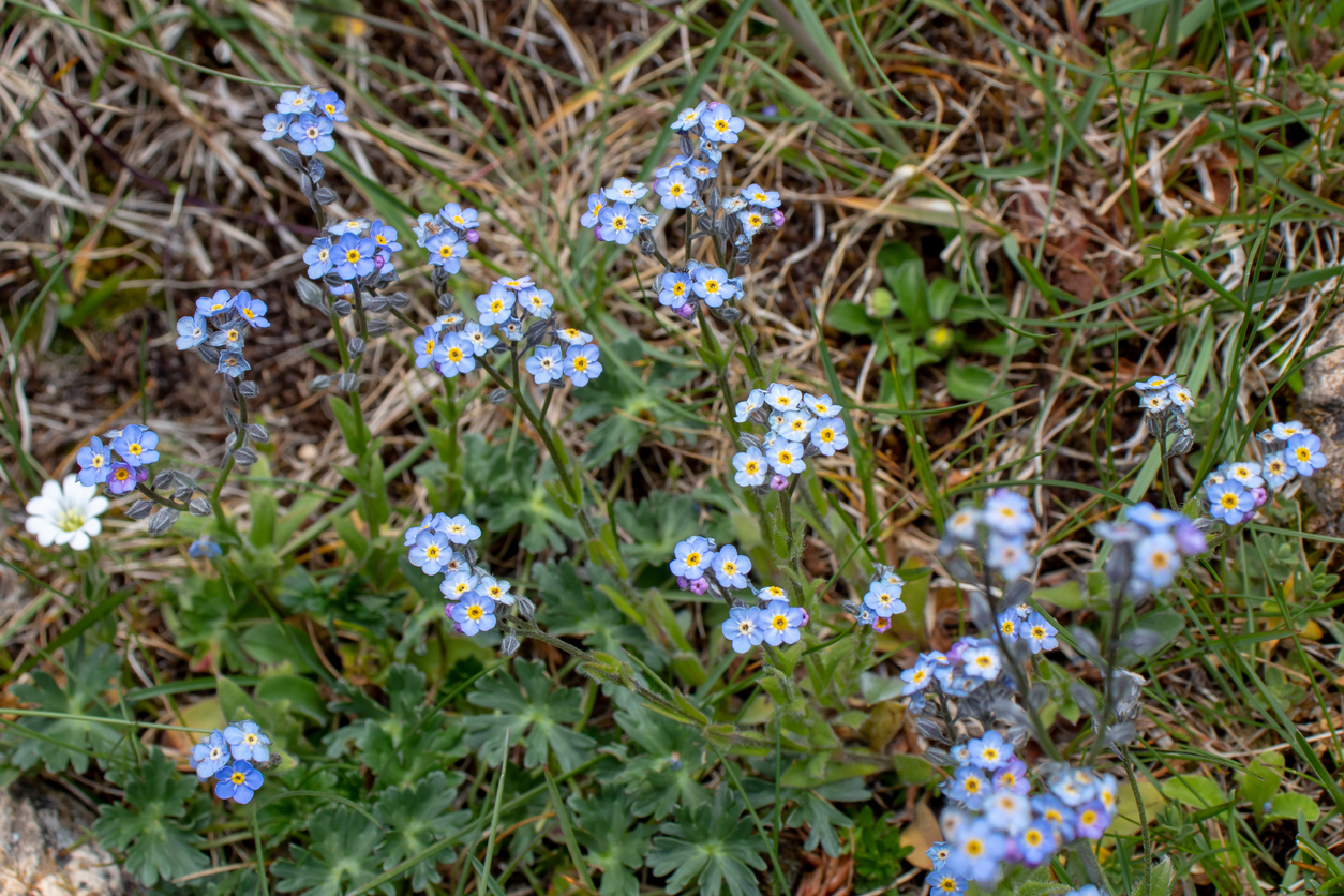 shade flowers