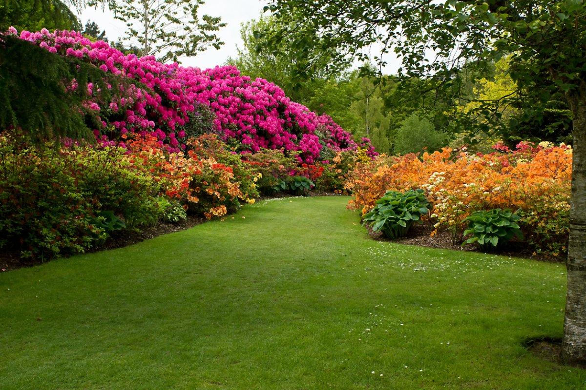 shade flowers