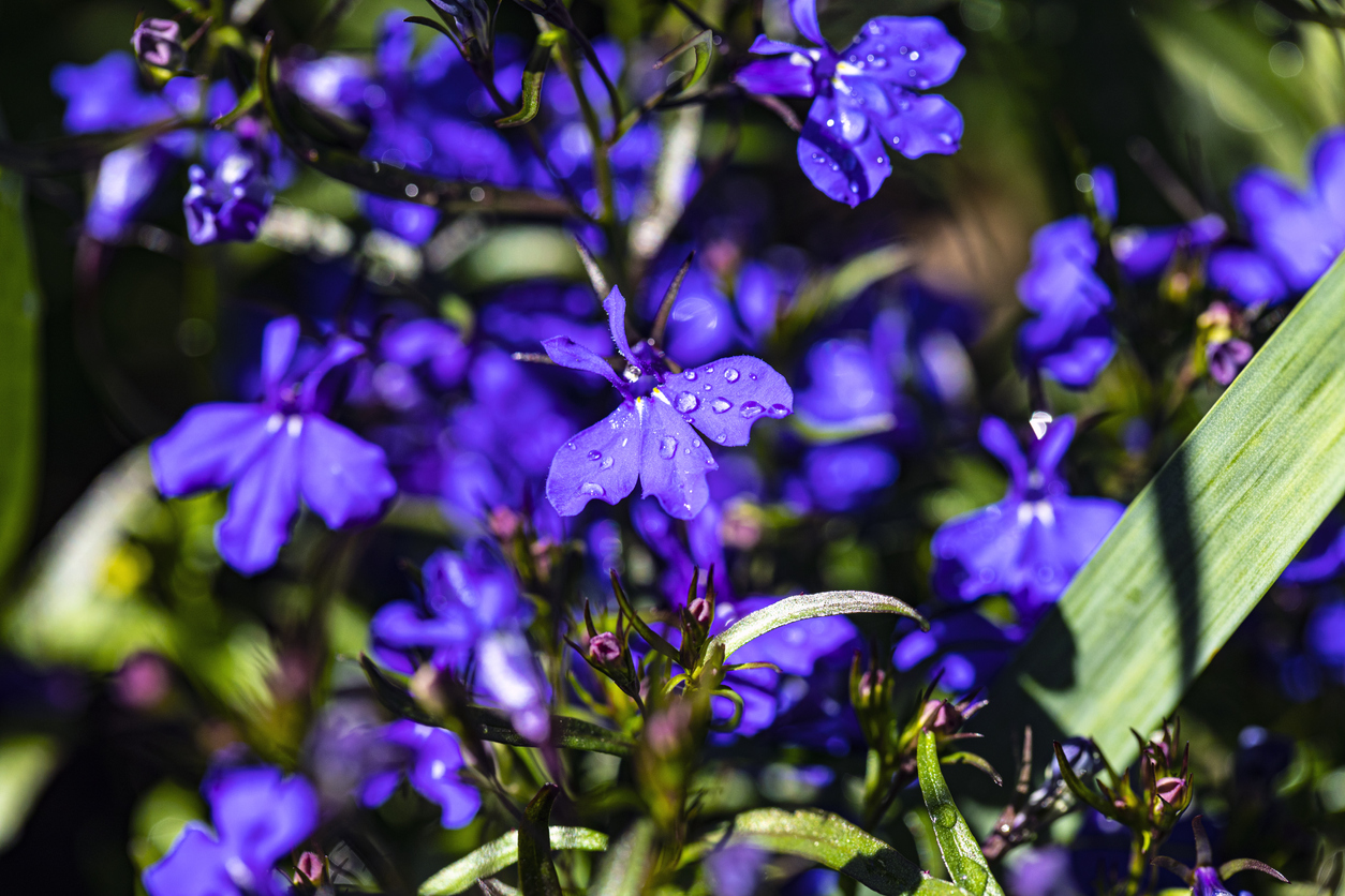 shade flowers