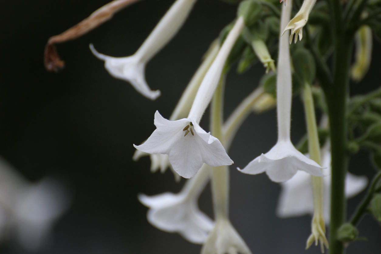 shade flowers