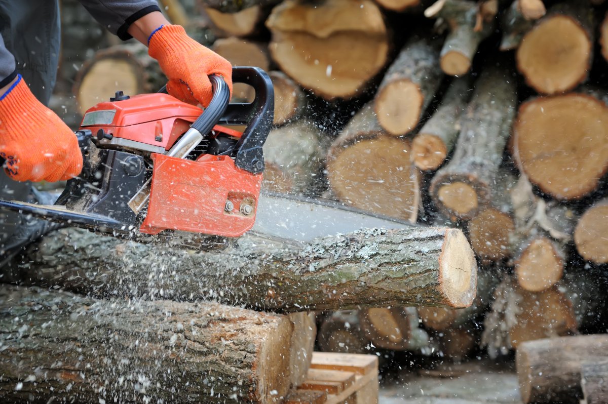 Close-up of male hands cutting trunk with chainsaw