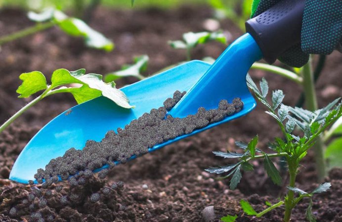 The Best Fertilizer for Potatoes Options