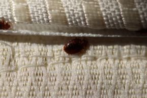 What Attracts Bed Bugs? How To Prevent a Bed Bug Infestation - Bob Vila