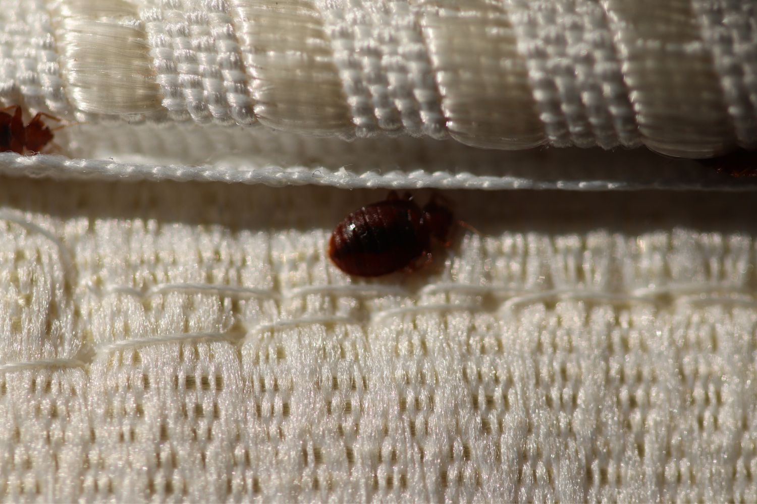 What Attracts Bed Bugs