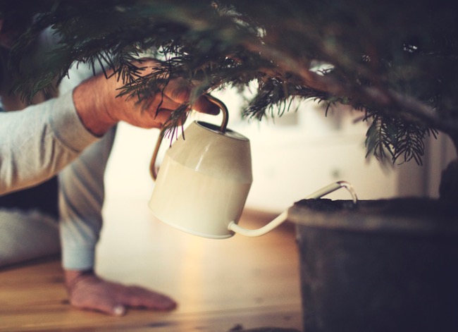 Christmas tree needles