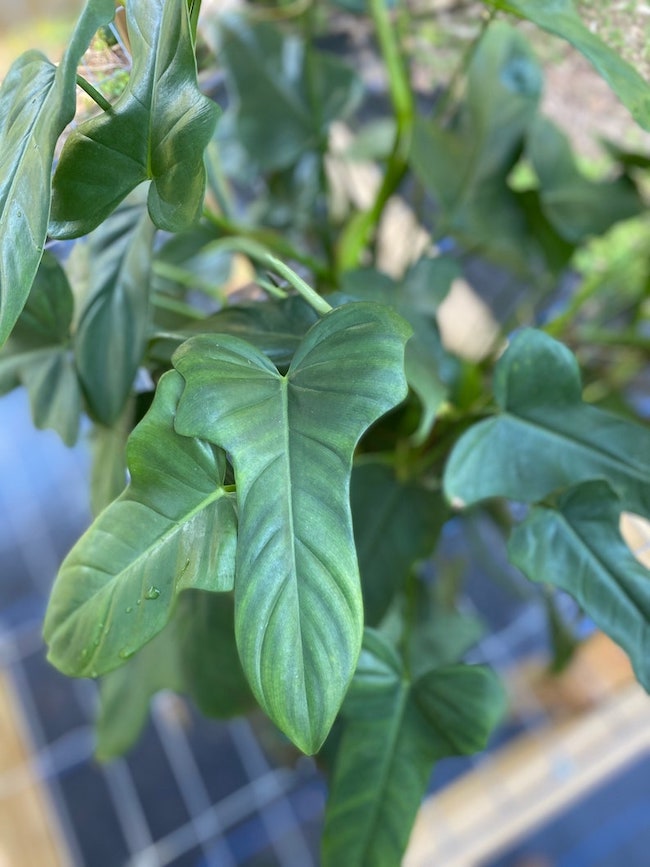 fiddle leaf philodendron varieties