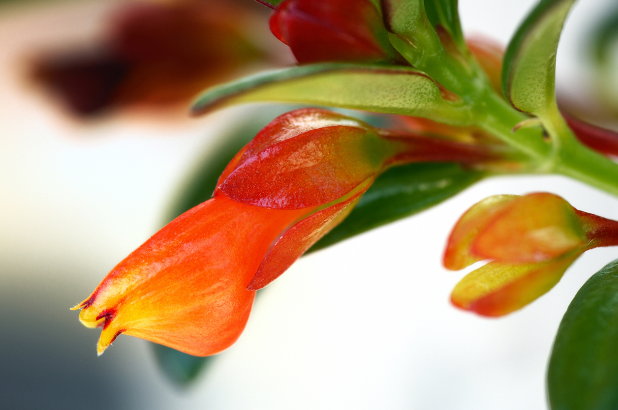 goldfish plant care