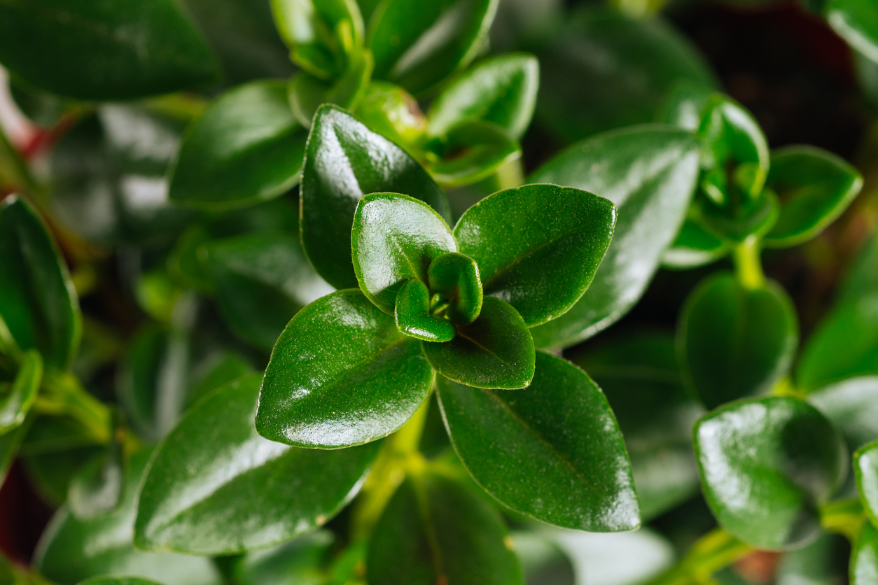 goldfish plant care