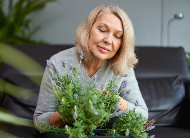 how to grow lavender indoors