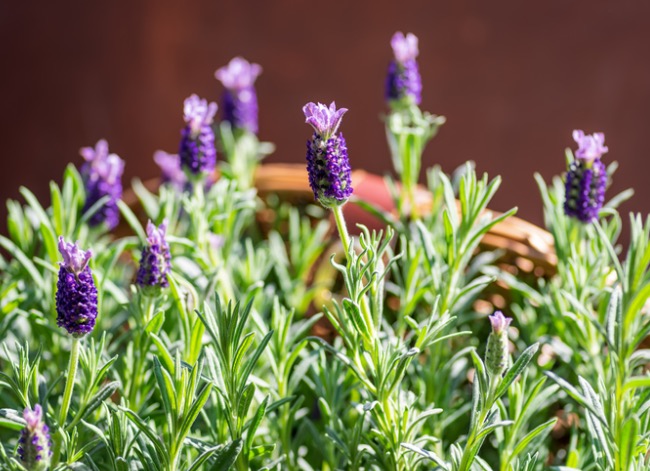 how to grow lavender indoors