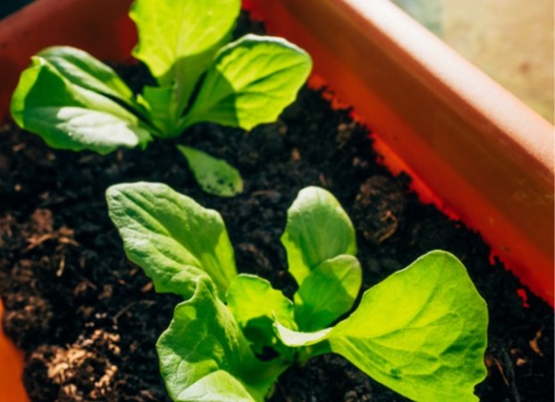 How to Grow Lettuce Indoors in 5 Easy Steps - Bob Vila