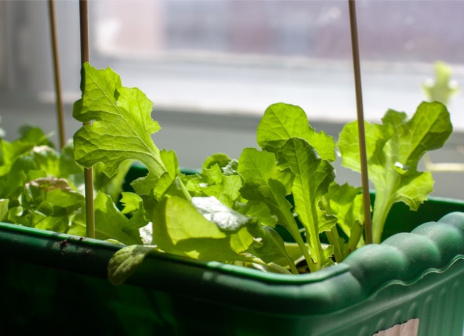 how to grow lettuce indoors