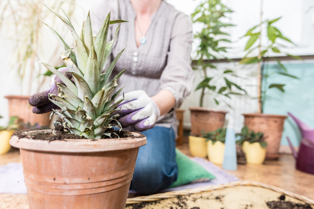 pineapple plant care