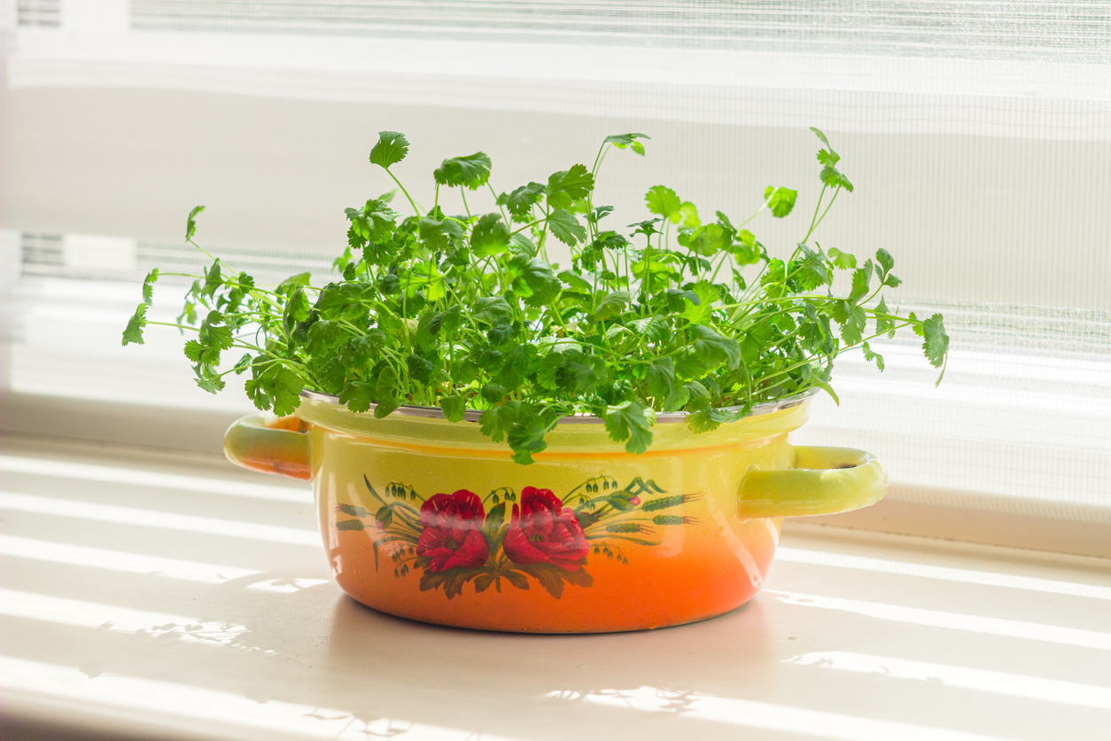 how to grow cilantro indoors