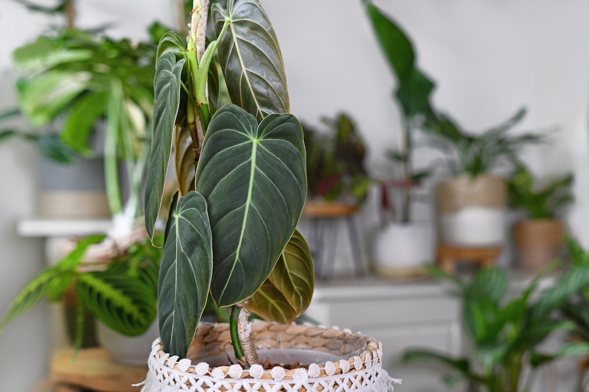 philodendron varieties