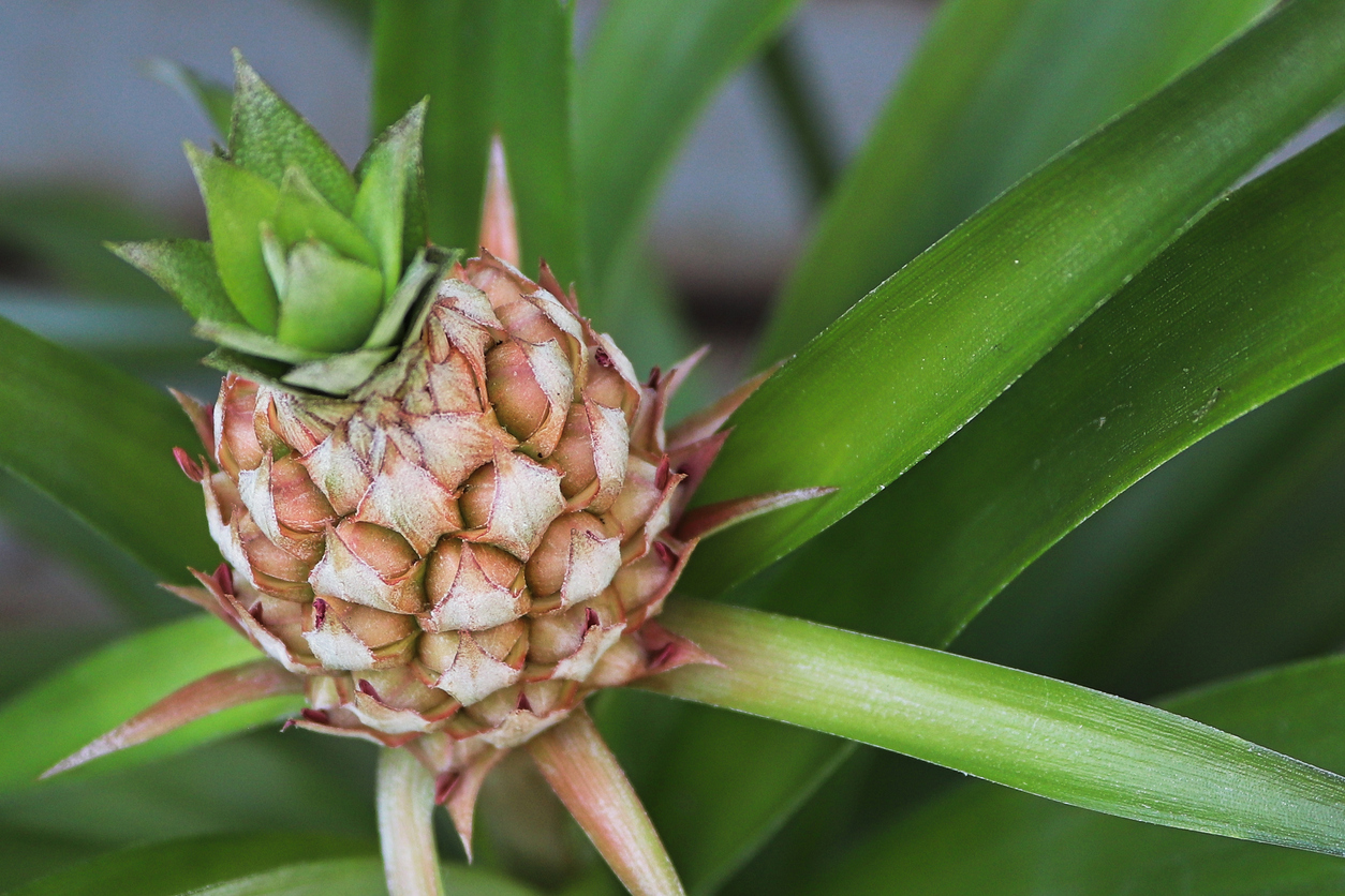 pineapple plant care