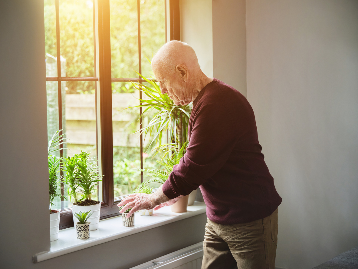 how to grow cilantro indoors