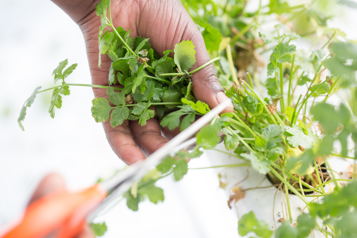 how to grow cilantro indoors