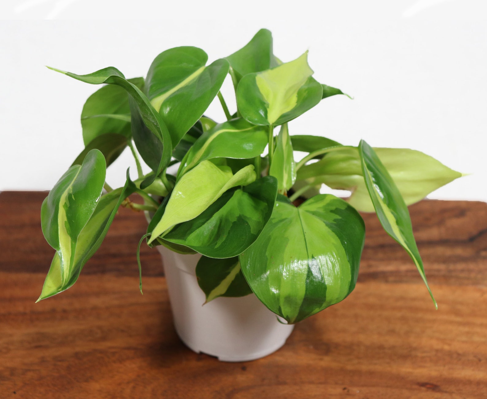 philodendron varieties