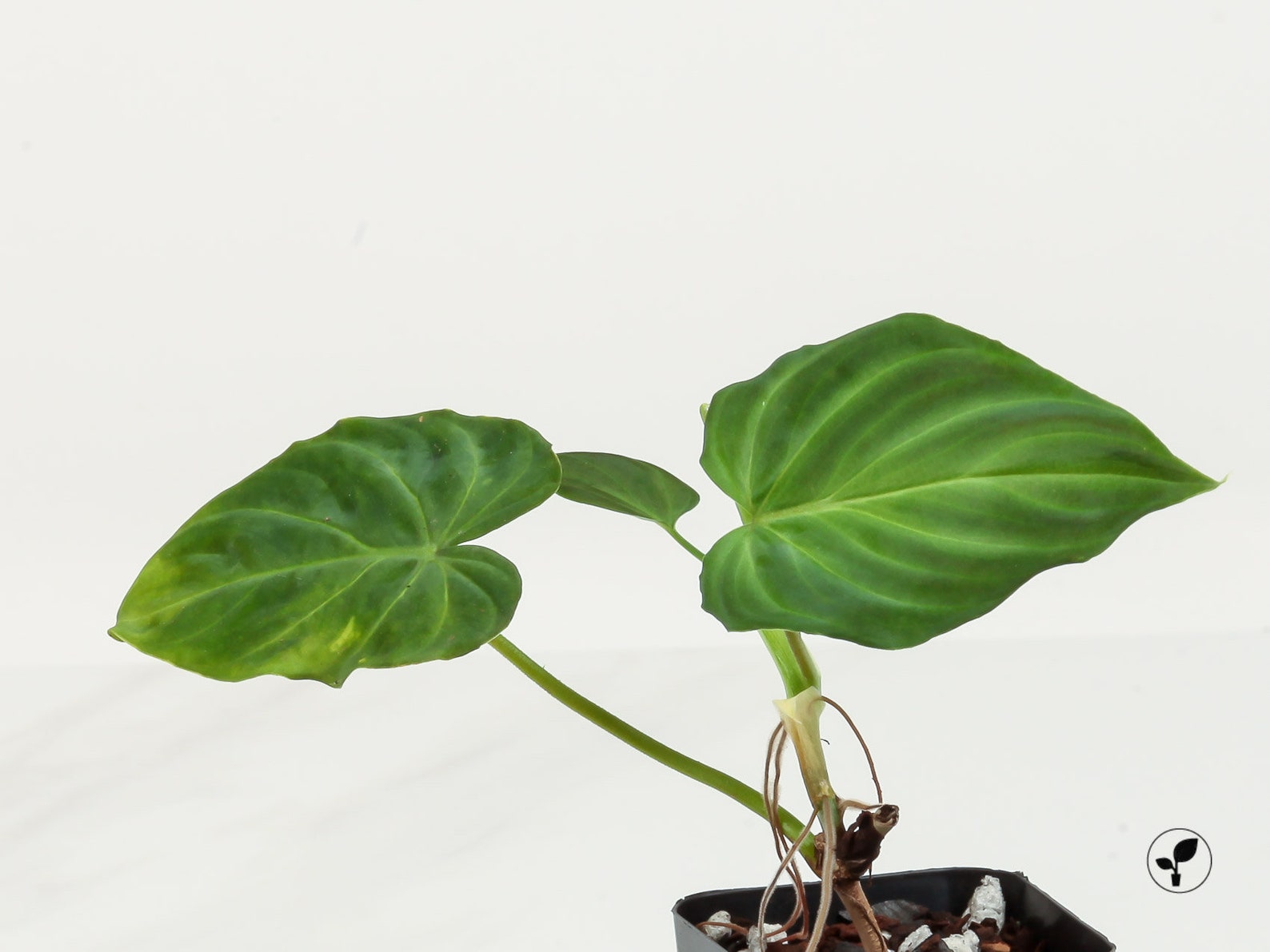 philodendron varieties