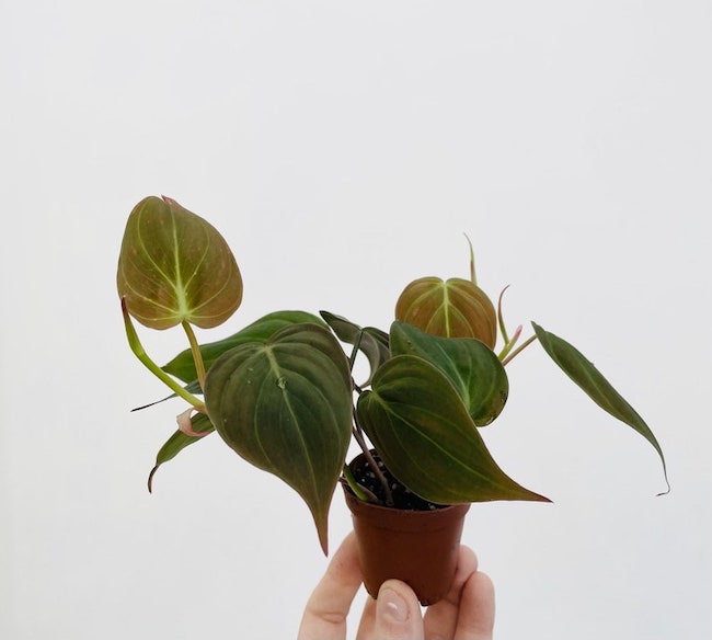 velvet leaf philodendron no. 2