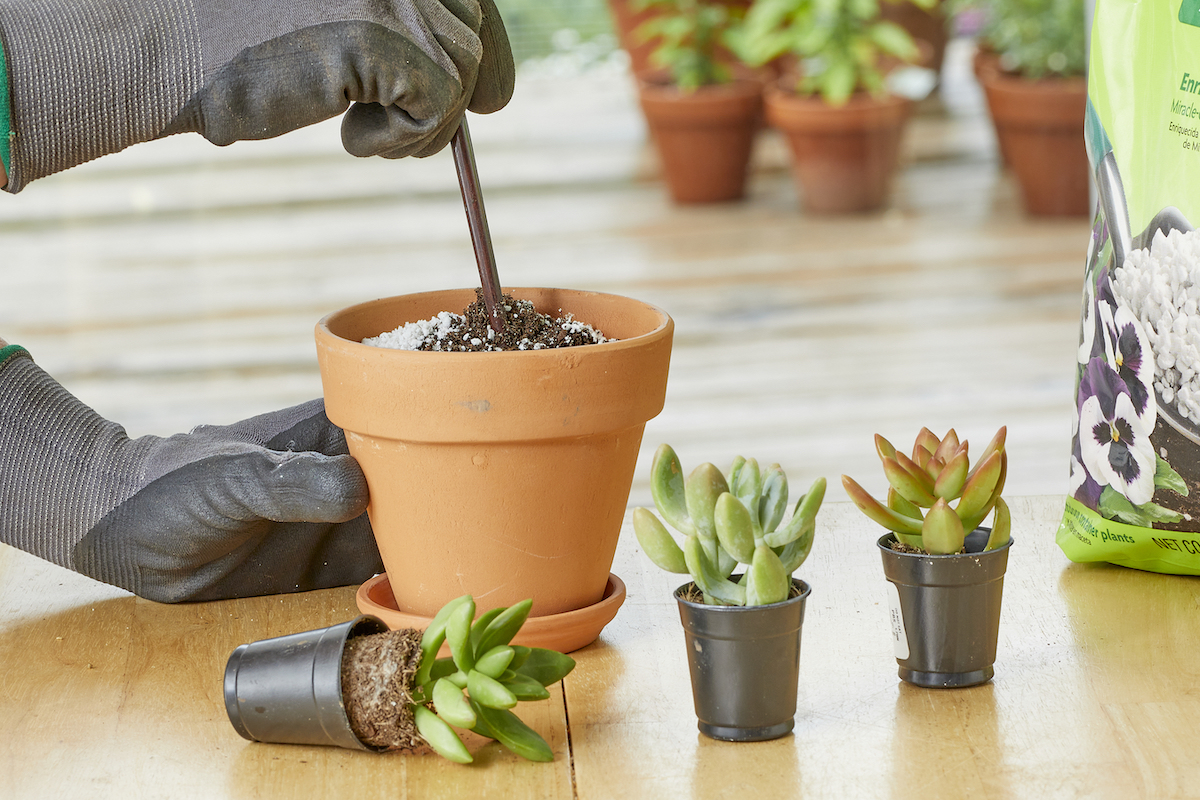 Gardener wearing gloves mixes perlite into a terracotta pot, with succulents nearby.