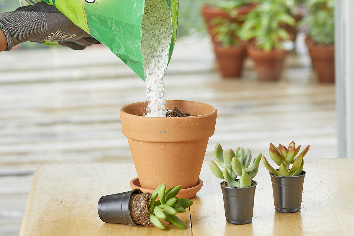 Gardener pouring perlite from a large bag into a terracotta pot, with small succulents nearby.