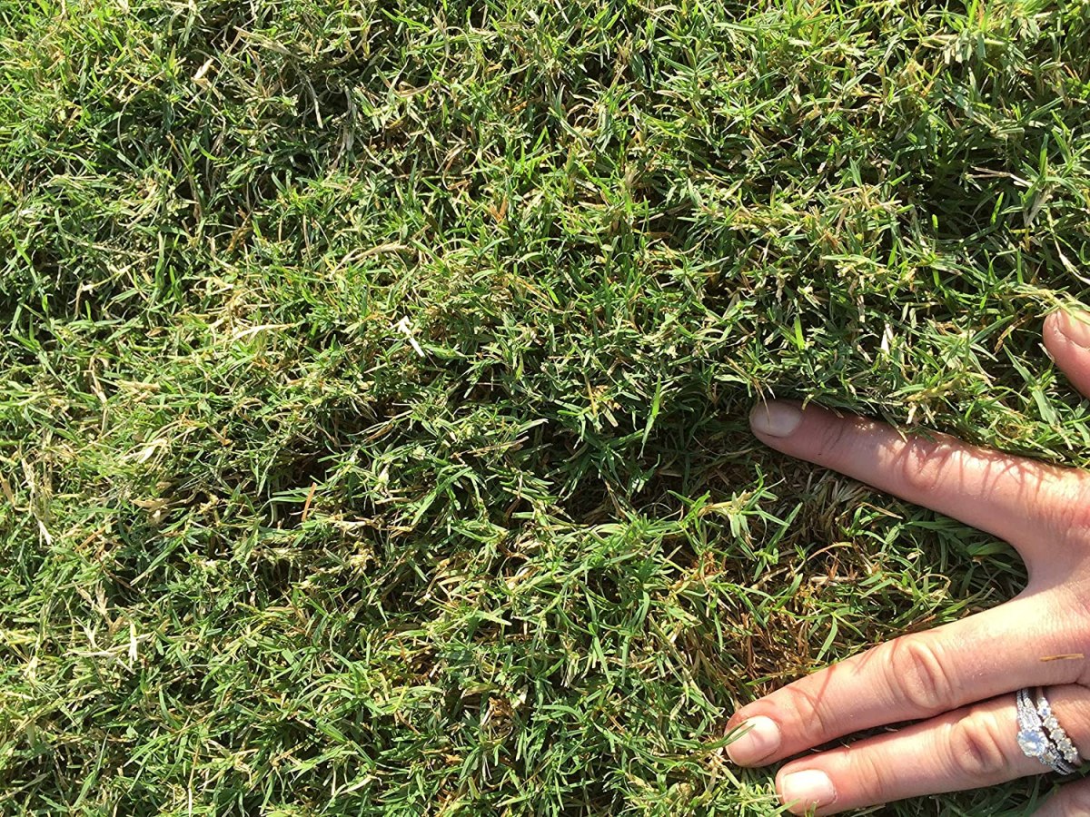 The 6 Best Bermuda Grass Seed Options Bob Vila 1505