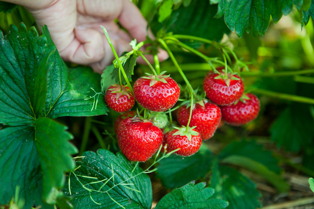 Best Fertilizer For Strawberries Options