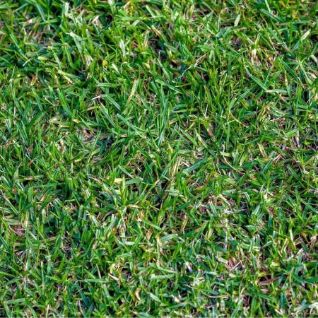  The Best Grass Seed for Florida’s Lawns Options: Everwilde Farms Buffalo Grass Native Grass Seeds