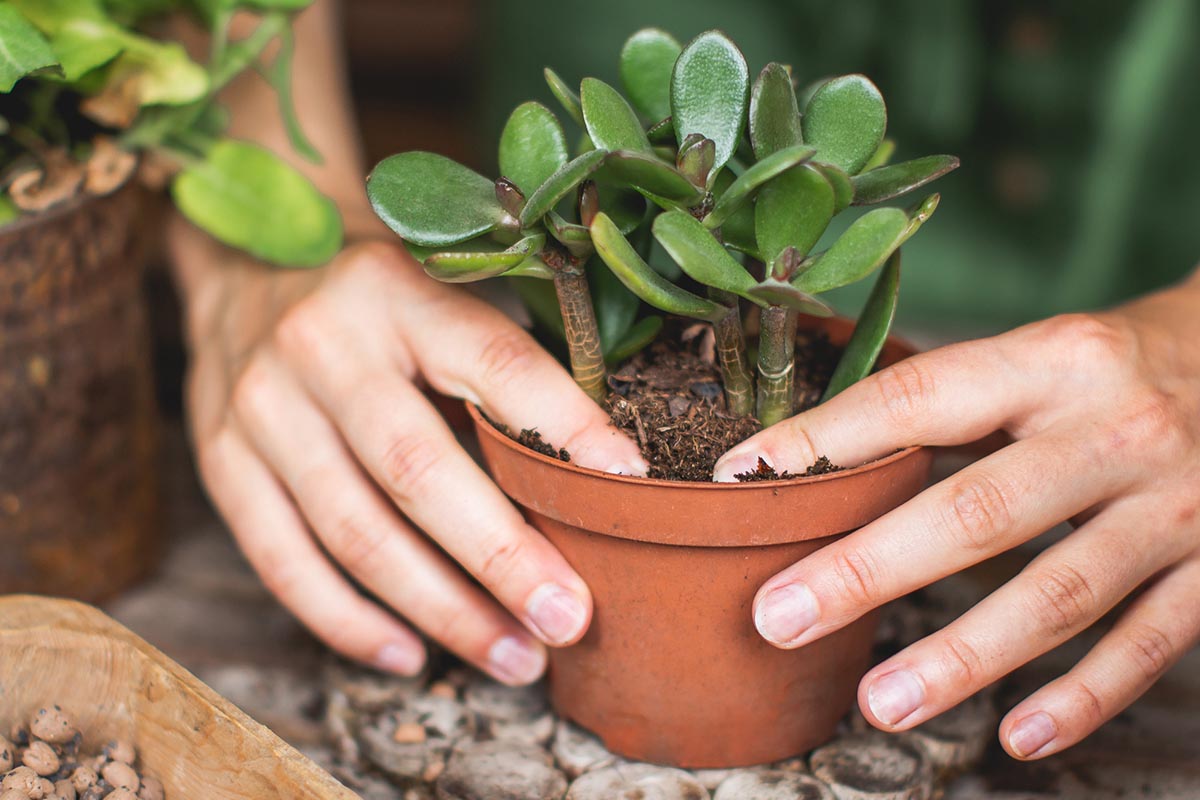 Best Soil for Jade Plants Options