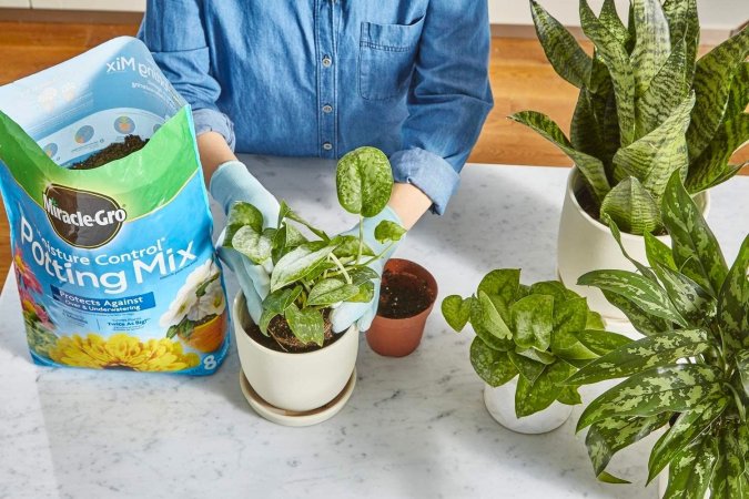 The Best Soil for Pothos Options