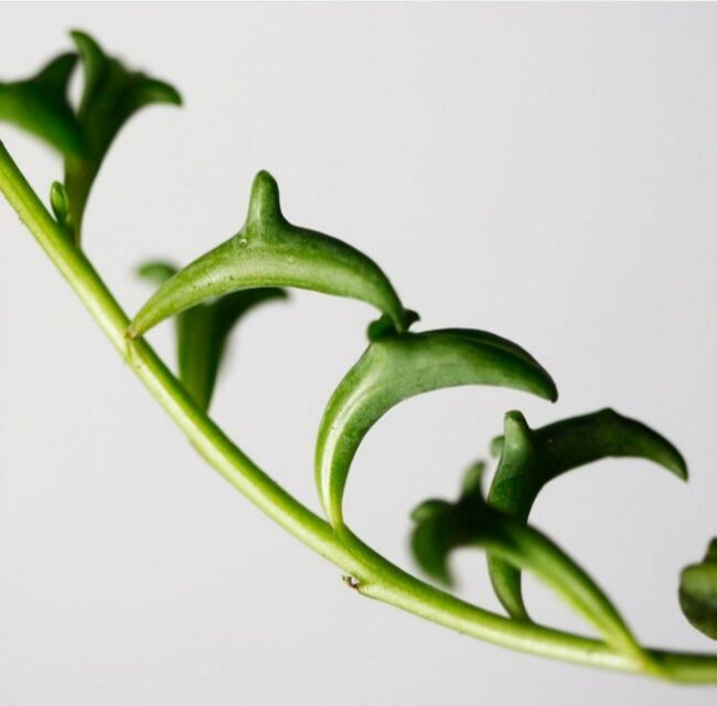 Close up of String of Pearls Senecio Hippograf