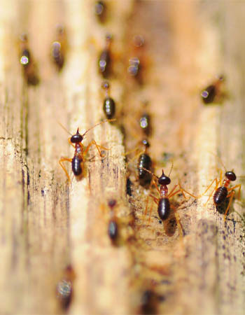 Termite Inspection Cost