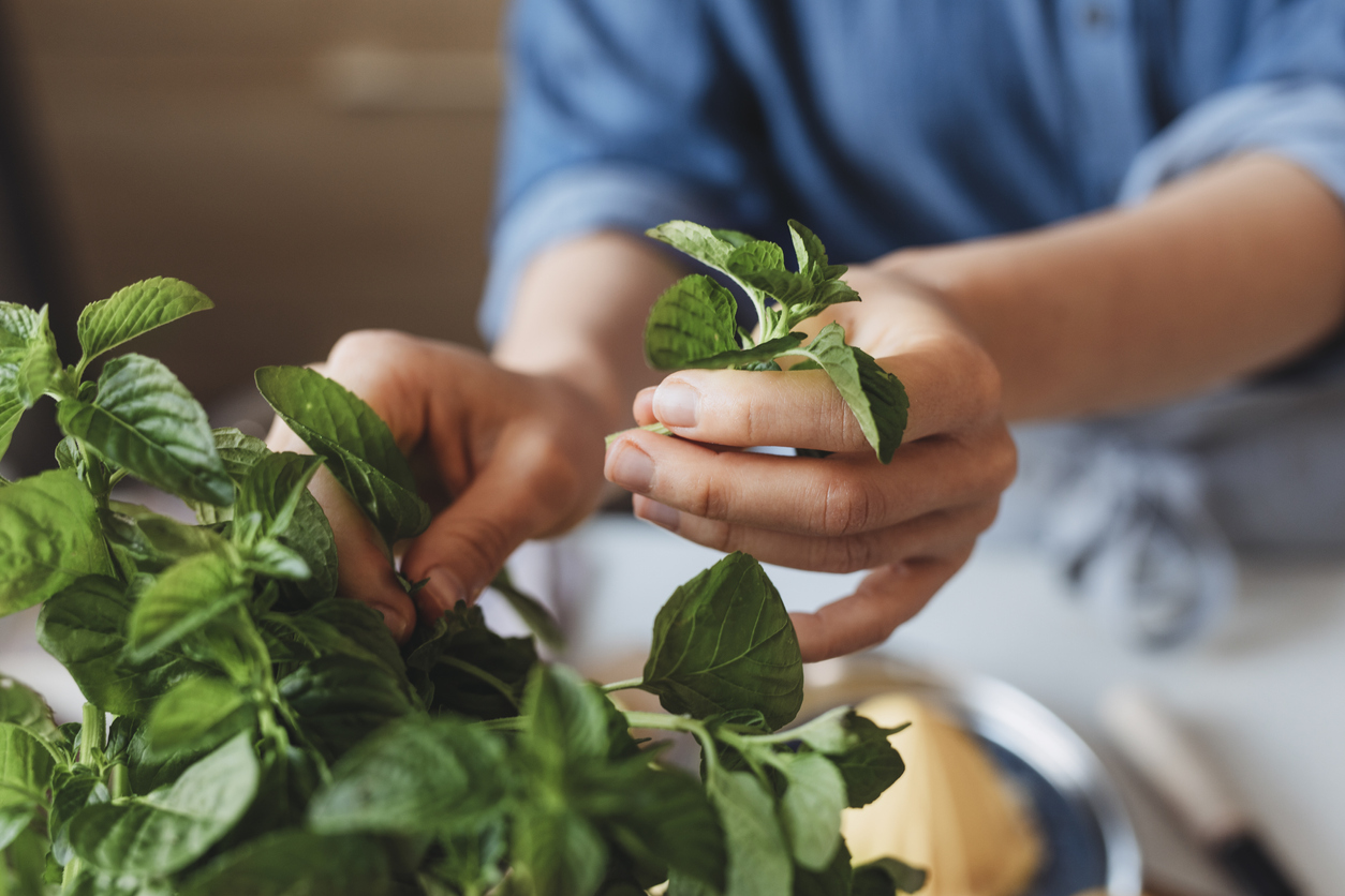 best herbs to grow indoors