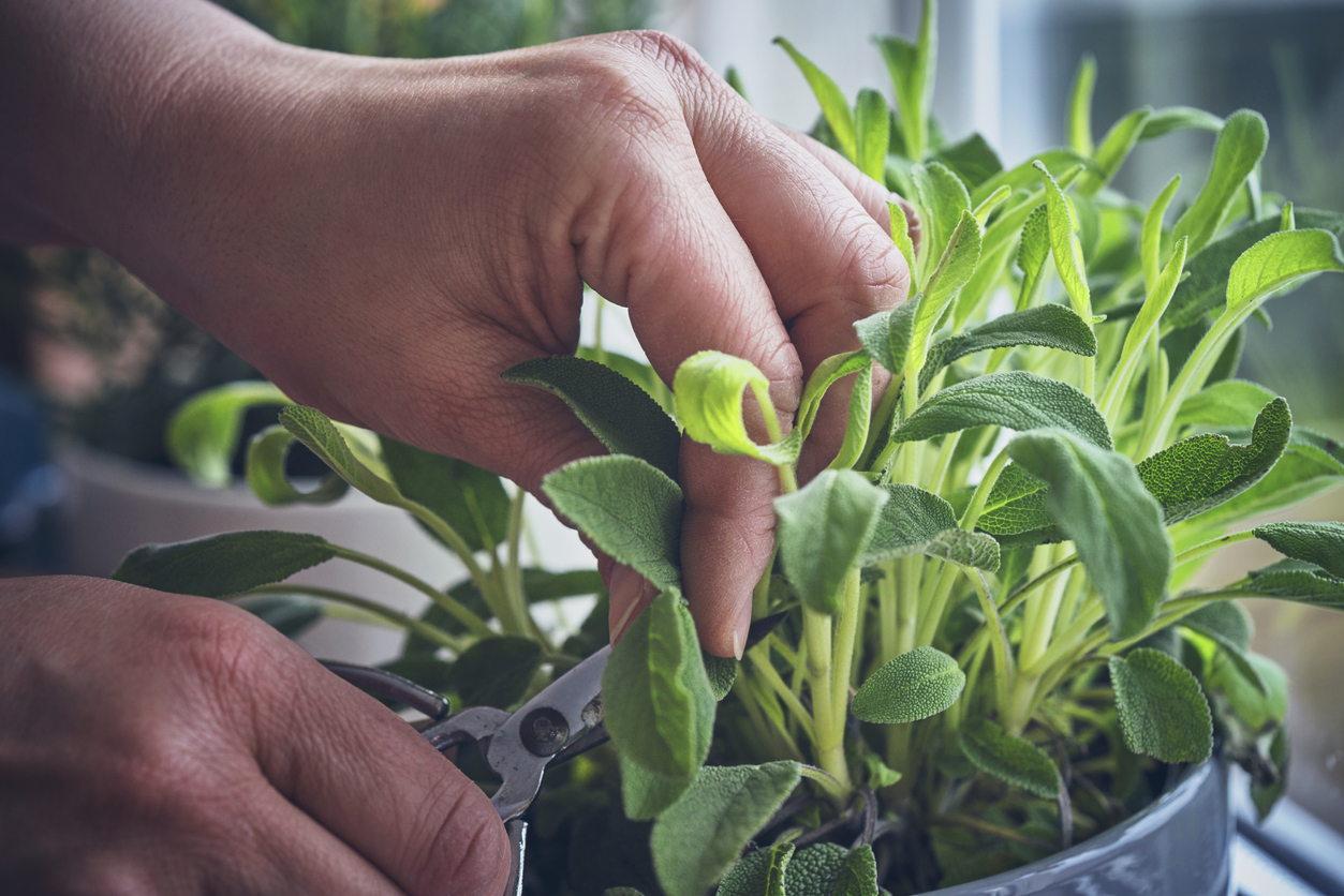 best herbs to grow indoors